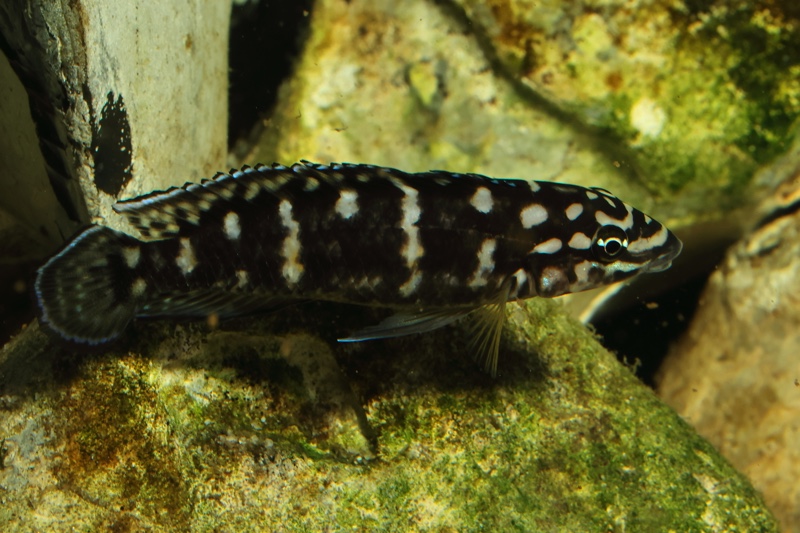 Julidochromis sp. 'transcriptus tanzania' Molwe